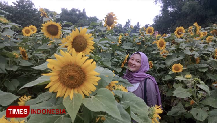 Visit this Beautiful Sunflower Garden in Jombang
