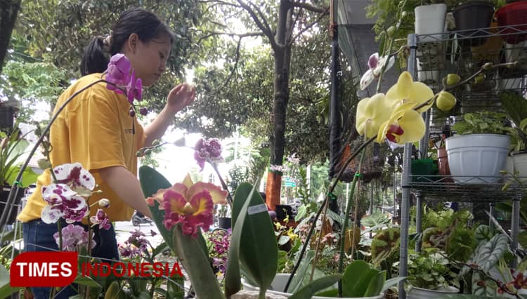 Anggrek dan Aglonema Jadi Tanaman Hias Favorit Masyarakat Lumajang