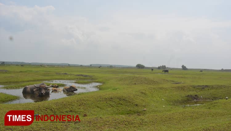 Padang Savana Pandanwangi, Lukisan Alam di Selatan Lumajang