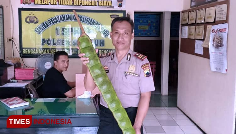 Heboh Petai Raksasa, Ini Kata Kapolsek Sigaluh