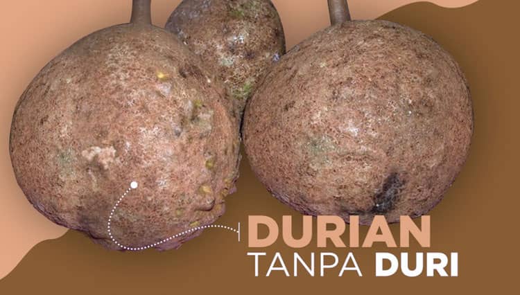 Durian Tanpa Duri Ada di Indonesia, Viral di Malaysia