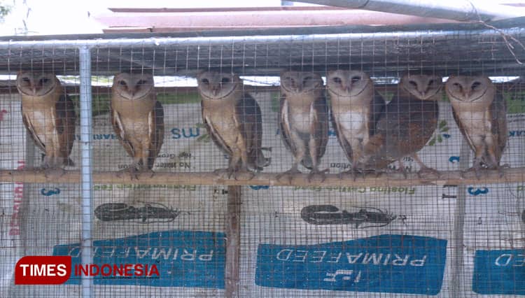 Cerita Burung Hantu Pengusir Hama Tikus di Tlogoweru Demak