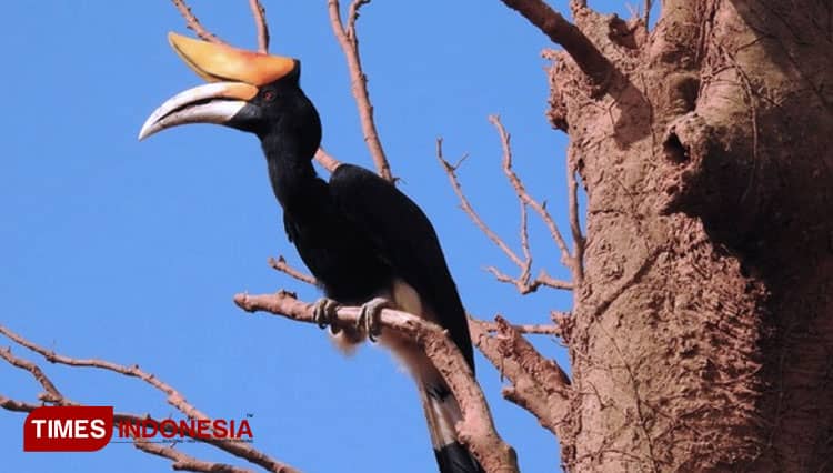 Satwa Langka Burung Rangkong Tetap Lestari di Area Tambang Emas PT BSI