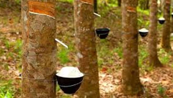 Industri Pengolahan Karet Didorong Lakukan Diversifikasi Produk