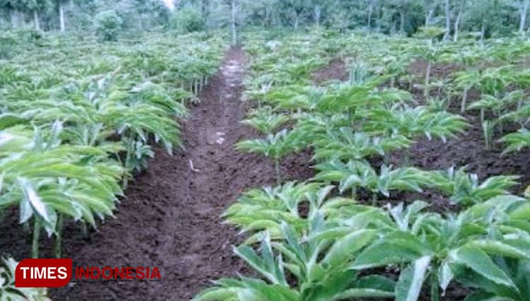 Potensi Ekspor Tinggi, Tanaman Porang Mulai Berkembang di Sulawesi Selatan