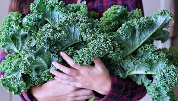 Mengenal Kale, Ratunya Sayur yang Berasal dari Eropa