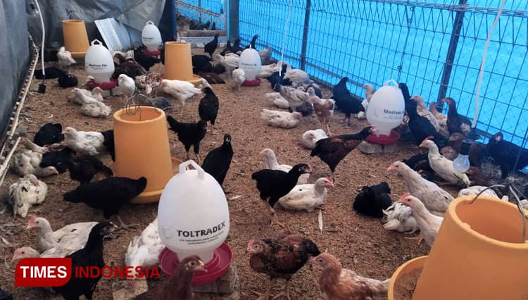 Usaha Ayam KUB di Masa Pandemi, Bawa Berkah Melimpah