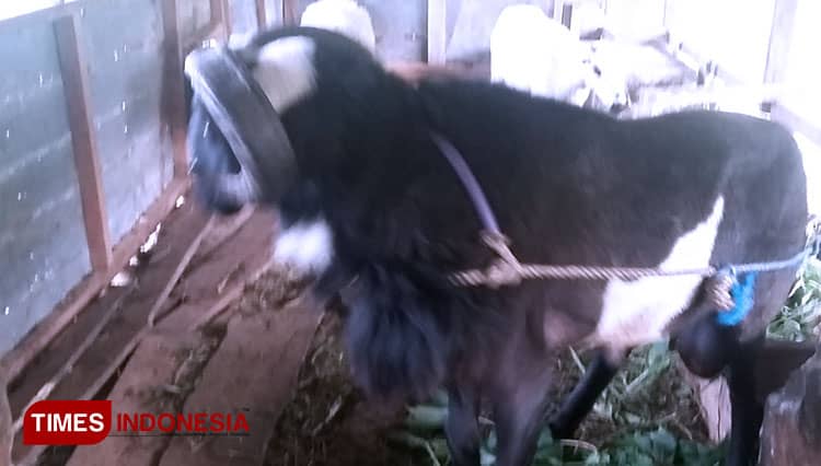 Pengusaha Banjarnegara Mencoba Kembangkan Domba Garut yang Melegenda
