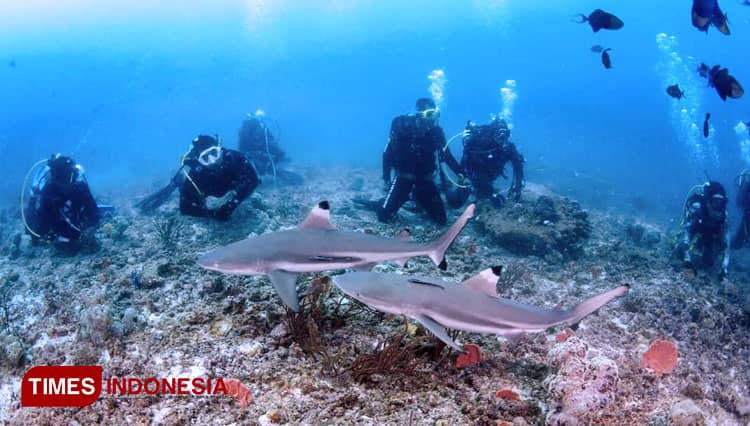 Tak Hanya Wisata Sejarah, Pulau Morotai juga Kaya Wisata Bahari