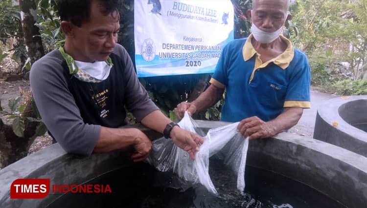 Warga Kandang Sari Sleman Pelopori Budidaya Lele dengan Buis Beton