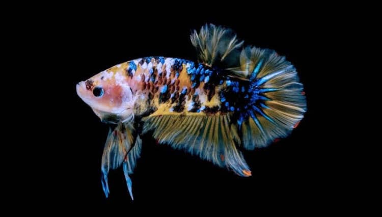 Tips Merawat Ikan Cupang Agar Tak Cepat Mati