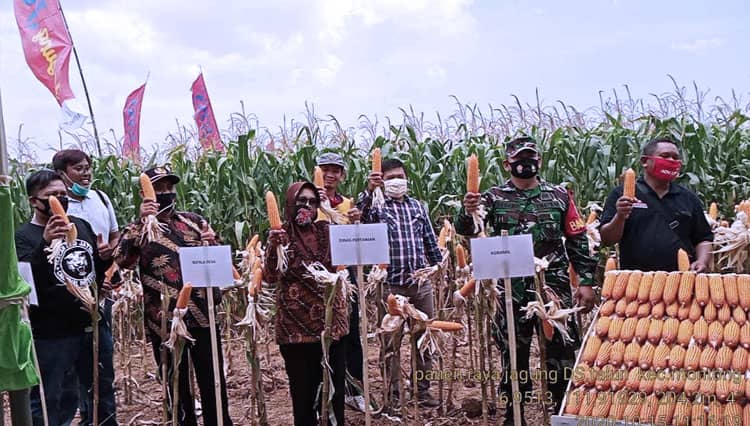 Advanta Kenalkan Benih Jagung 'Adv Joss' untuk Petani Tuban
