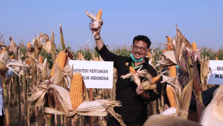 Kembangkan Program Tanam Jagung Panen Sapi, Kabupaten Kupang Pacu Produksi Jagung