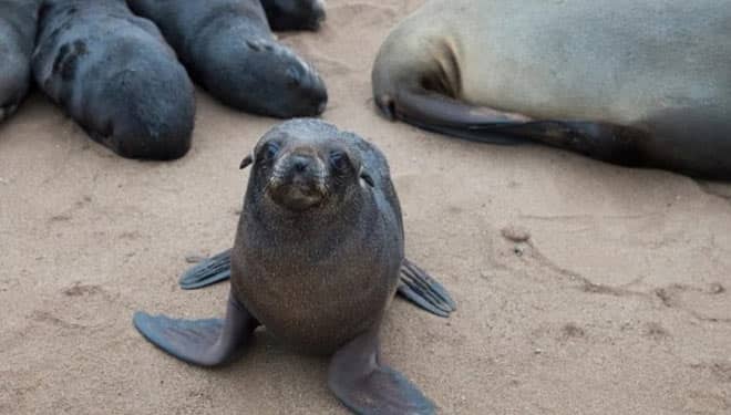 Ribuan Anjing Laut Mati Berserakan di Pantai Namibia