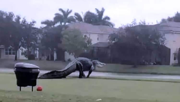 Aligator Raksasa Melintas di Lapangan Golf Florida Amerika
