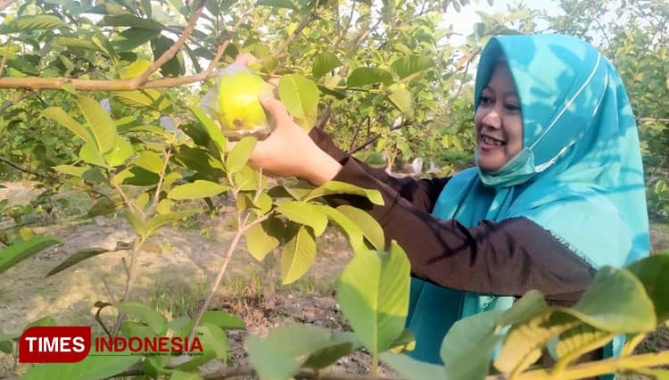 Nikmati Buah Secara Langsung di Agrowisata Petik Buah Jombang