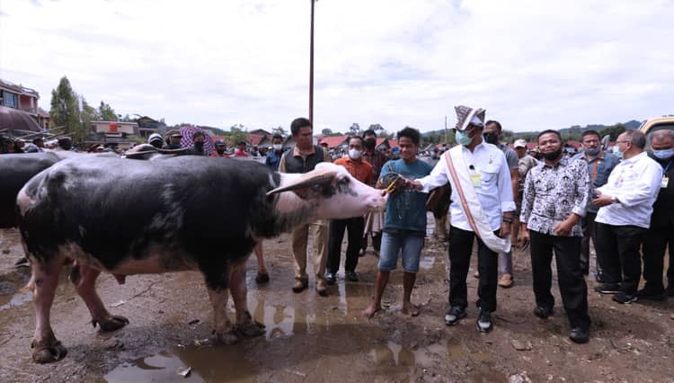 Pesona Pasar Ternak Terbesar di Indonesia, Pasar Hewan Bolu Toraja Utara