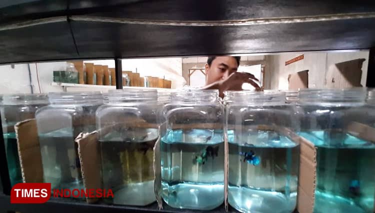 Warga Sidoarjo Ini Raup Omset Tinggi dari Ternak Ikan Cupang Hias