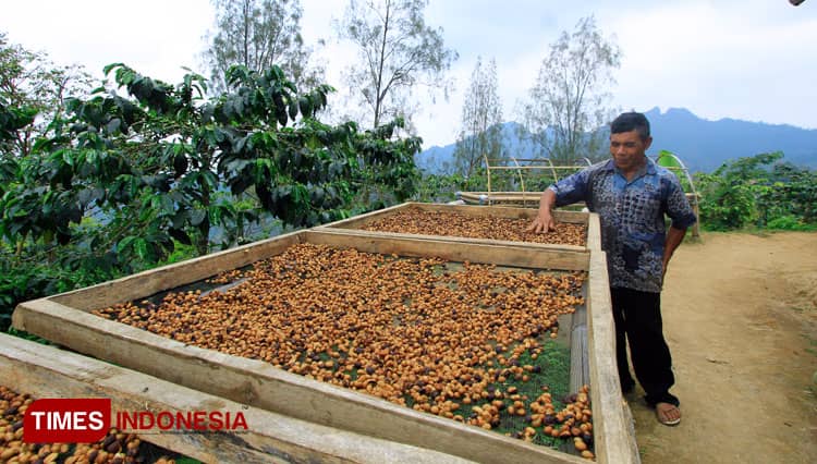 Sensasi Wisata Kopi Taji, Belajar plus Nikmati Kopi di Lereng Bromo