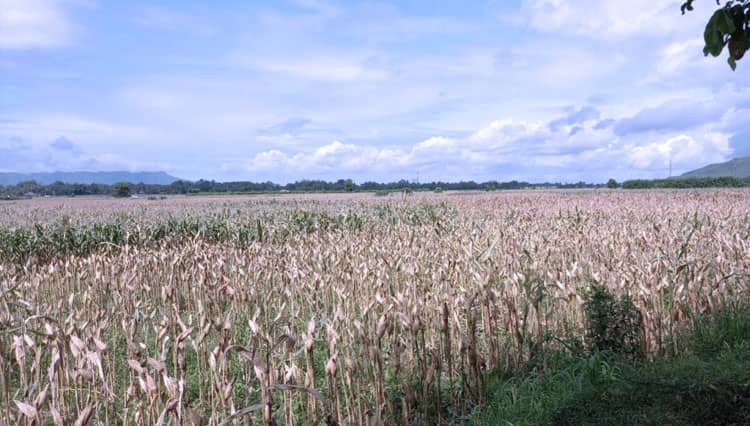 Tanam Jagung, Petani Jember Raup Untung di Akhir Tahun