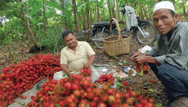 Mengenal Jenis-Jenis Rambutan, Anda Suka yang Mana?
