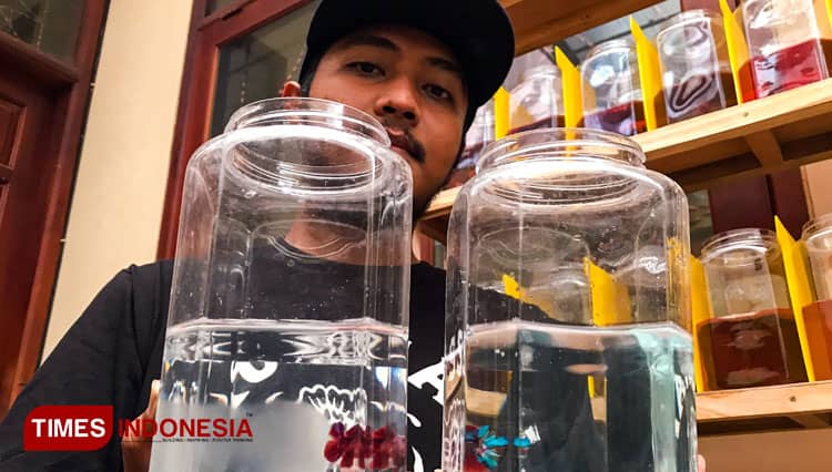 Penyakit Kuncup pada Ikan Cupang saat Musim Hujan, Ini Cara Mengobatinya