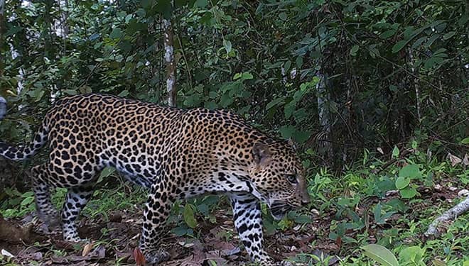 Hore, Populasi Macan Tutul Jawa di Taman Nasional Meru Betiri Bertambah