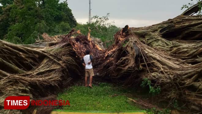 Berusia Ratusan Tahun, Pohon Beringin di Alun-Alun Lumajang Tumbang