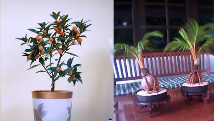Tanaman Hias Buah Mini Juga Cocok Sebagai Pemanis Ruangan