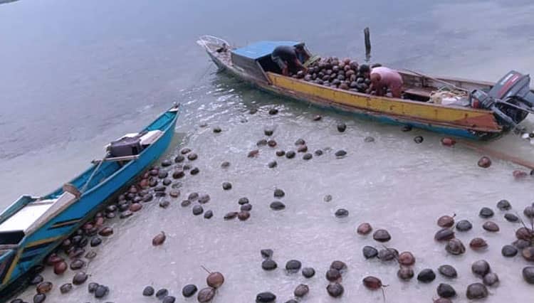 Ribuan Buah Kelapa Terdampar di Pantai Desa Galo-Galo Pulau Morotai