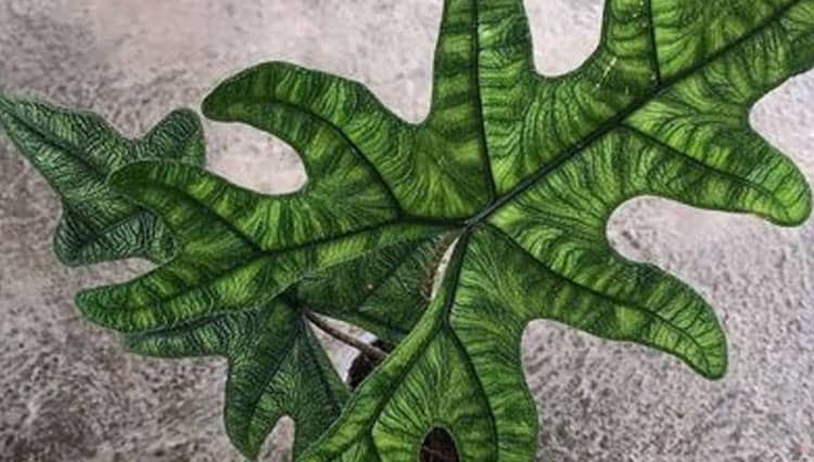 Alocasia Jacklyn, Tanaman Hias Asli Sulawesi yang Memesona