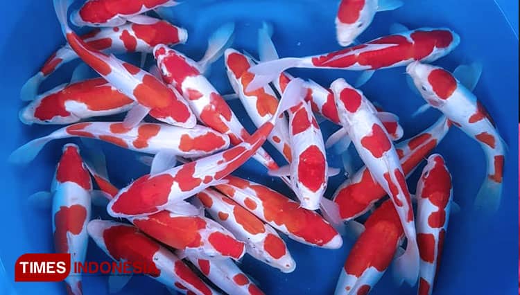 Omzet Peternak Ikan Koi di Banyuwangi Meningkat di Tengah Pandemi