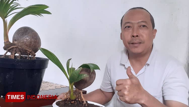 Tanaman Tunas Kelapa Disulap Menjadi Bonsai dan Bernilai Ekonomis