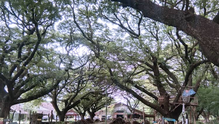 Yuk Nikmati Keteduhan Pohon Raksasa di Taman Trembesi, Kota Madiun