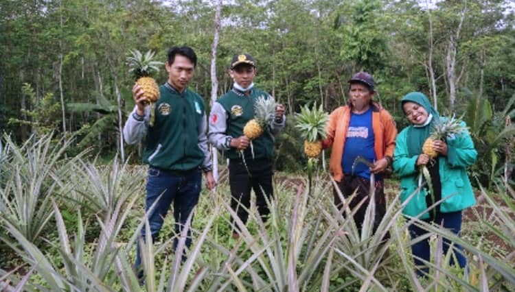Keunikan Nanas Jumbo Khas Desa Sukoyuwono