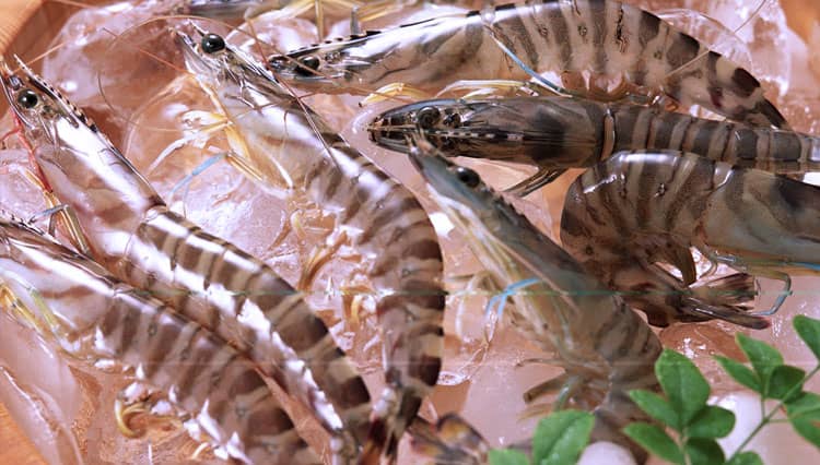 Udang Segar Kunci Sajian Sedap, Begini Cara Memilihnya