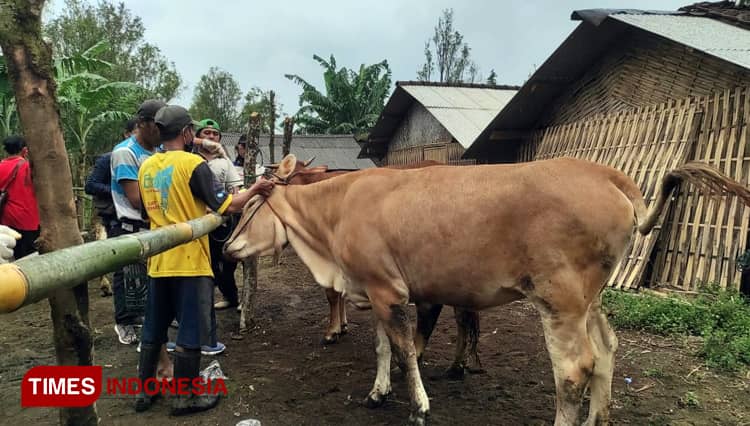 Terpapar Abu Vulkanik Gunung Raung, Ratusan Sapi Ternak di Banyuwangi Sakit
