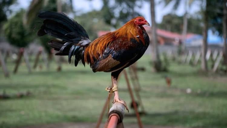 Seorang Pria di India Terbunuh oleh Ayam Jago Aduannya Sendiri
