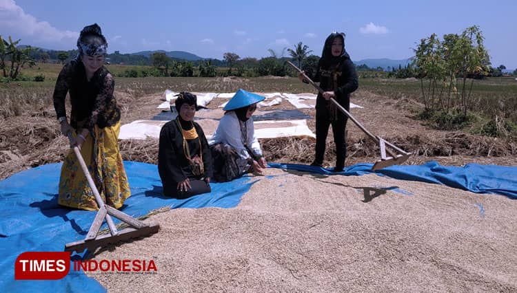 Budaya Adat 'Mitembeyan Panen Dewi Sri' Kembali Digelar di Sumedang