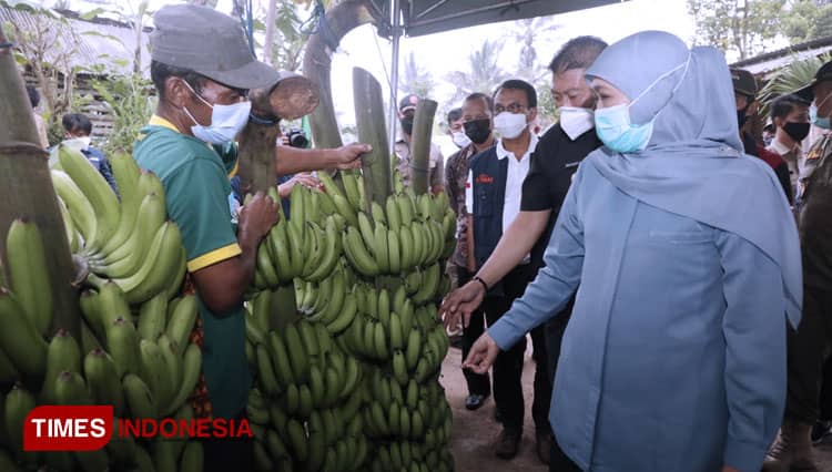 Pisang Mulia, Nama Pemberian Gubernur Jatim untuk Pisang Super Bertandan 2 Meter