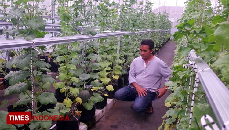 Serunya Memetik Buah Melon di Taman Hati Farm Tasikmalaya
