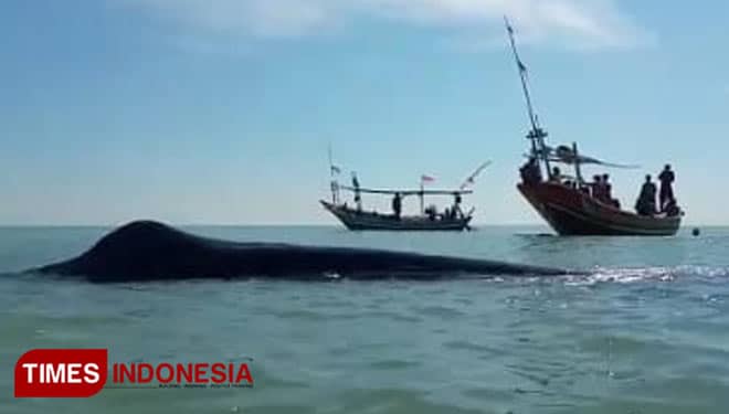 Ikan Paus Terdampar di Laut Dangkal, BMKG Tuban Beberkan Penyebabnya