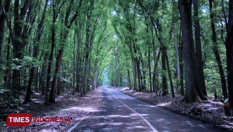 Taman Nasional Alas Purwo Banyuwangi Diperkirakan Tutup Selama Satu Pekan