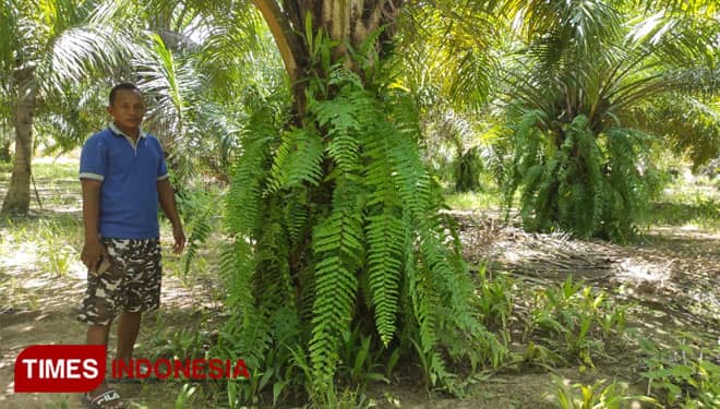 Khayalan Inpres Moratorium Sawit dan Cerita Petani Wonosari yang Terpuruk