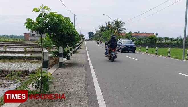 DLH Pemkab Sleman Rekomendasikan Pohon Tanjung sebagai Perindang Jalan