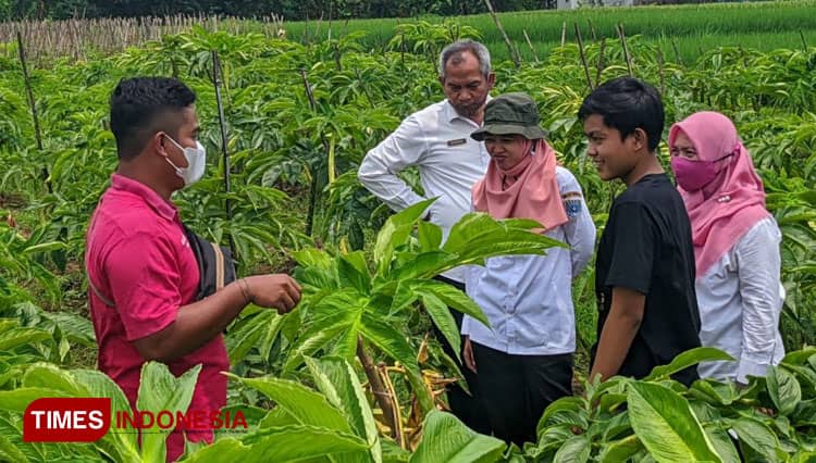 Petani Milenial Kota Probolinggo Kembangkan Budidaya Tanaman Porang