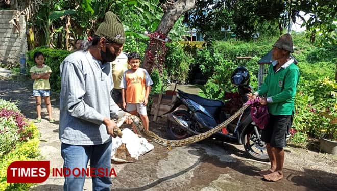Ular Piton Sepanjang 3 Meter Teror Perkampungan Warga di Banyuwangi