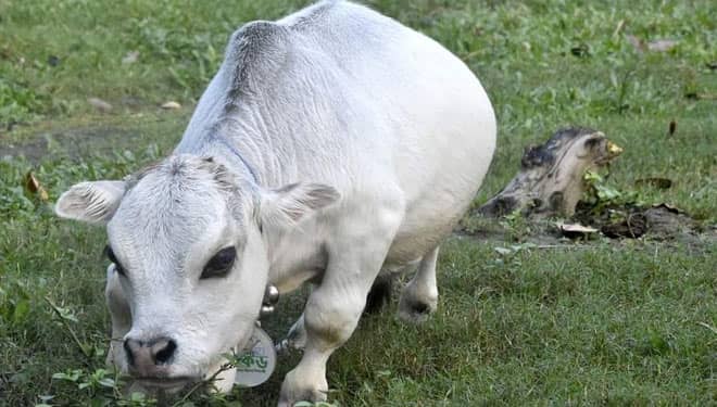 Rani, Sapi Terkecil di Dunia Ditawar untuk Dijadikan Hewan Kurban Idul Adha