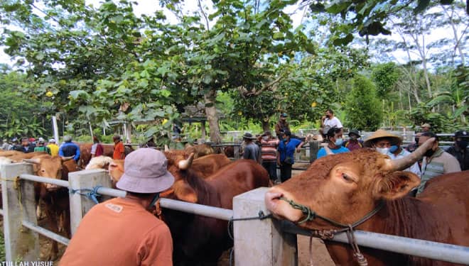 Jelang Idul Adha, Harga Sapi di Pacitan Naik