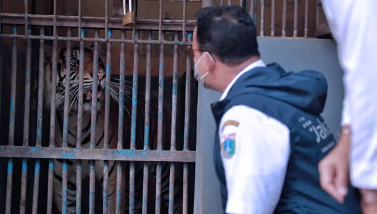 Gubernur Anies Umumkan Dua Harimau di Jakarta Terpapar Covid-19